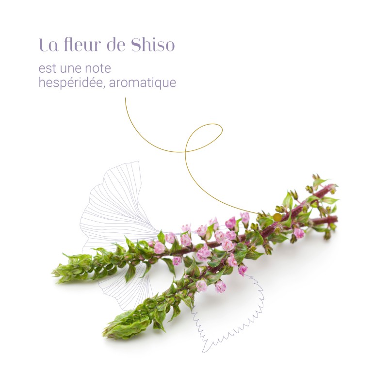 Shiso Magique